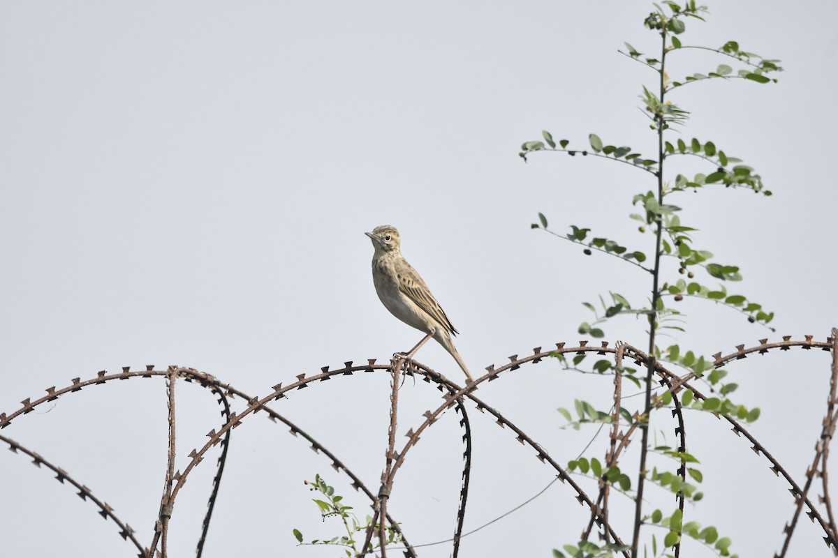 Щеврик азійський - ML646492069