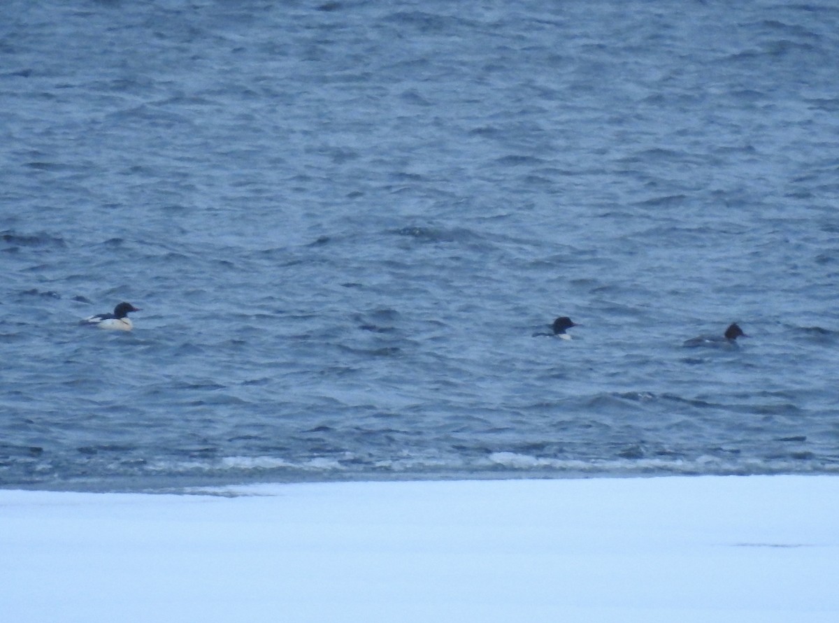 Common Merganser - ML646492071