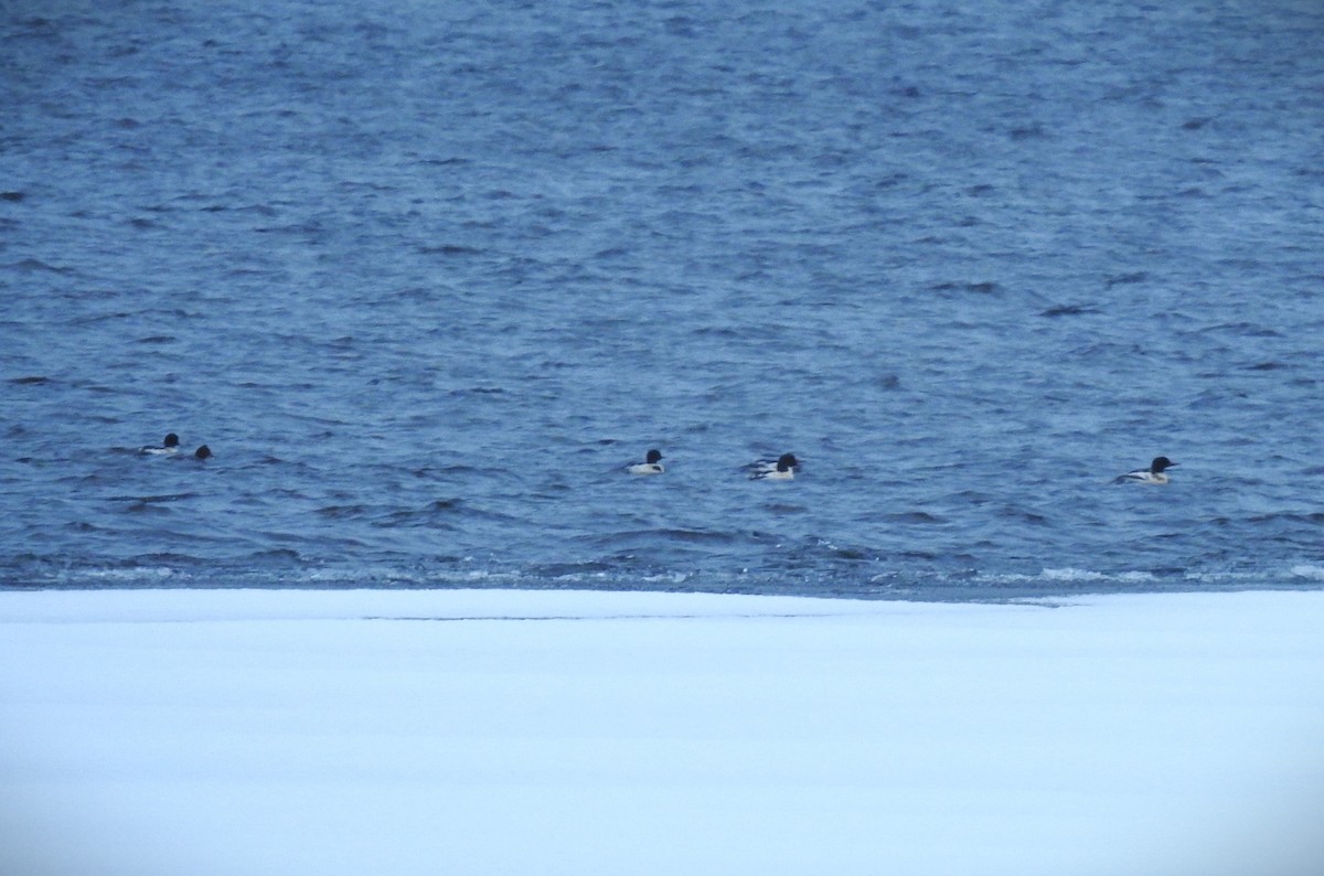 Common Merganser - ML646492074