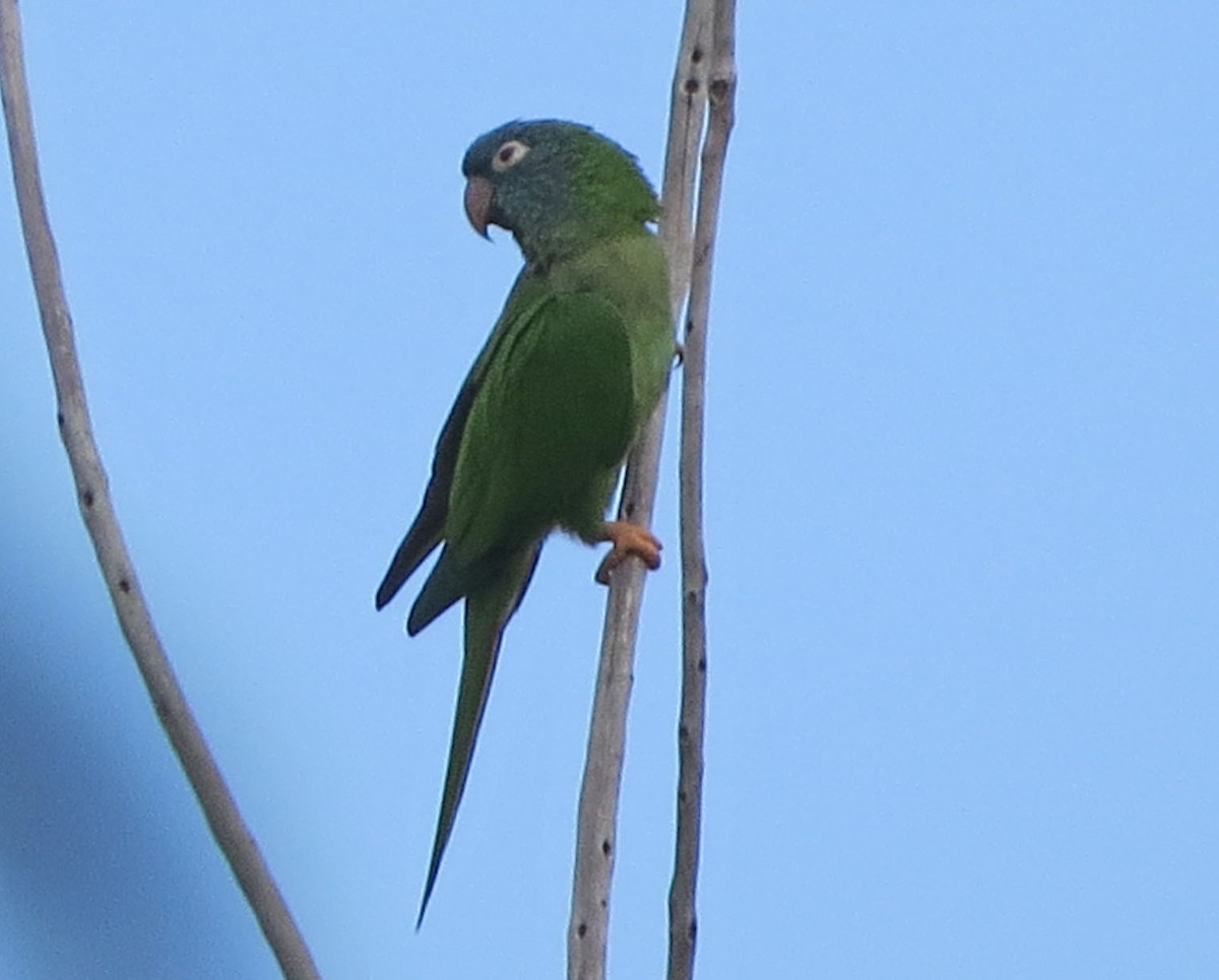 Blue-crowned Parakeet - ML646492085