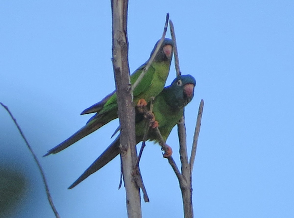 Blue-crowned Parakeet - ML646492086
