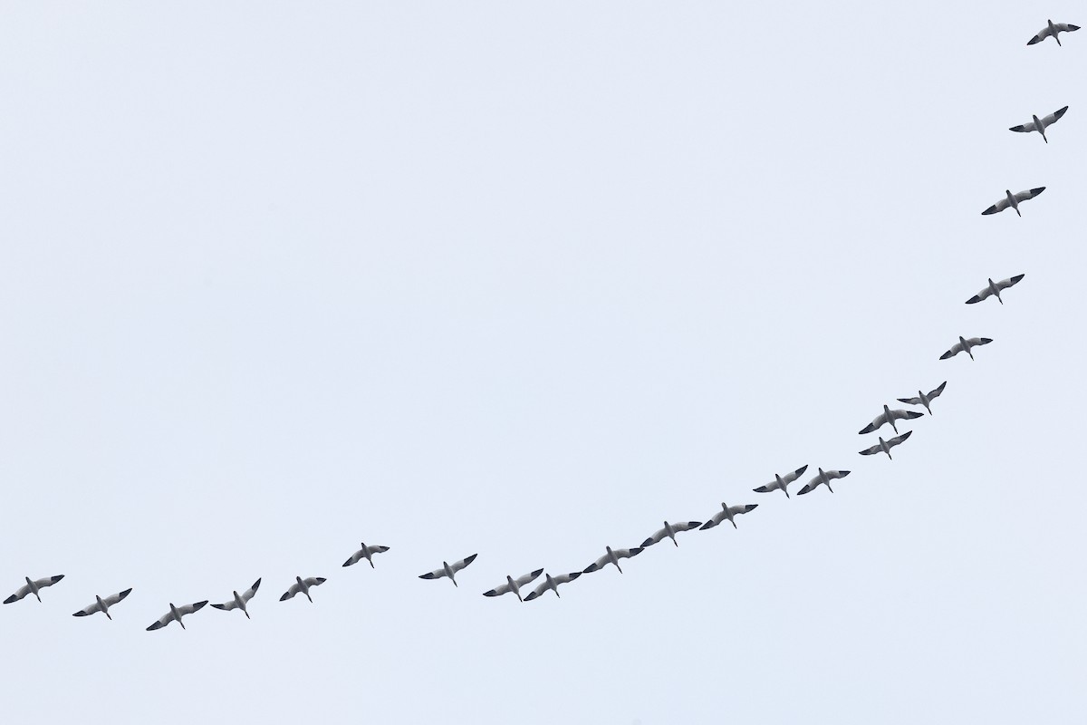 Snow Goose - ML646492093