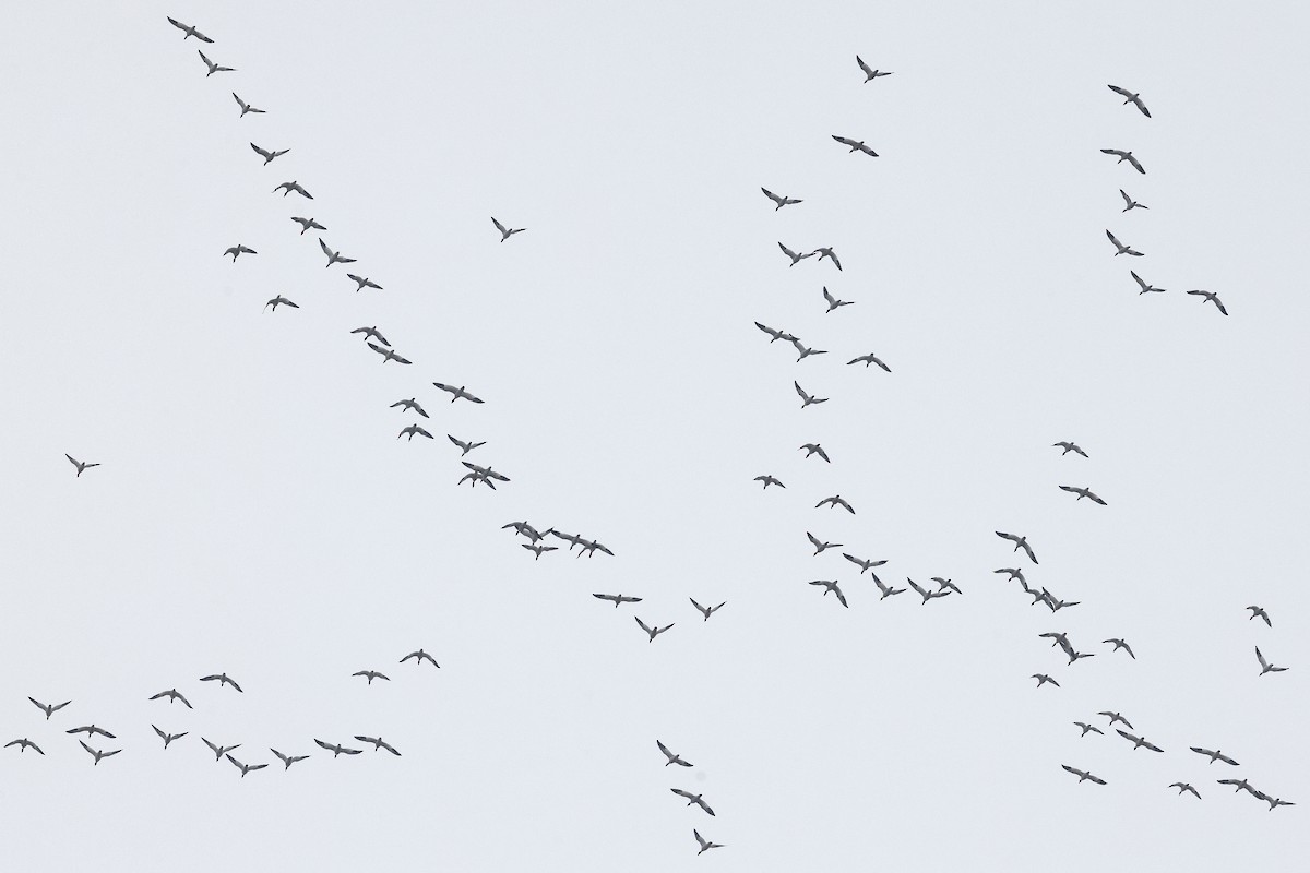 Snow Goose - ML646492094