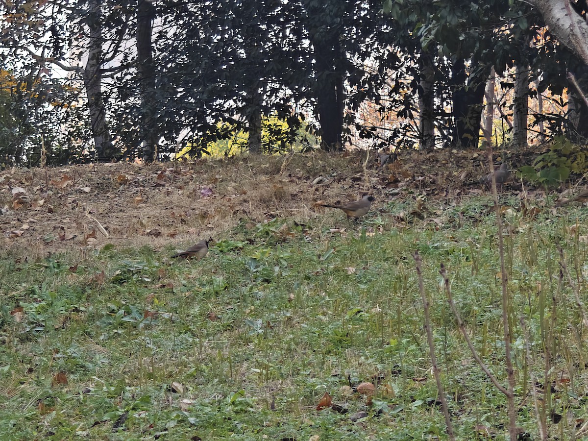 Masked Laughingthrush - ML646492095