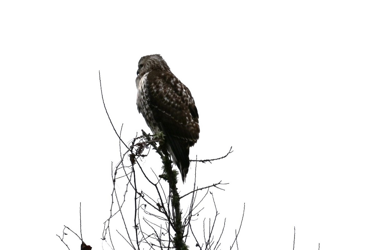 Red-tailed Hawk - ML646492096