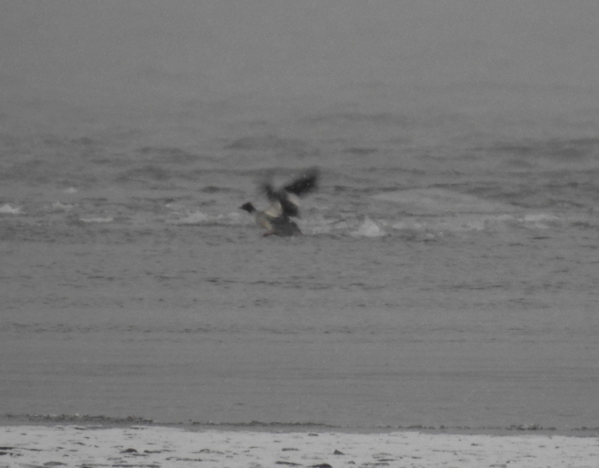 Common/Red-breasted Merganser - ML646492099