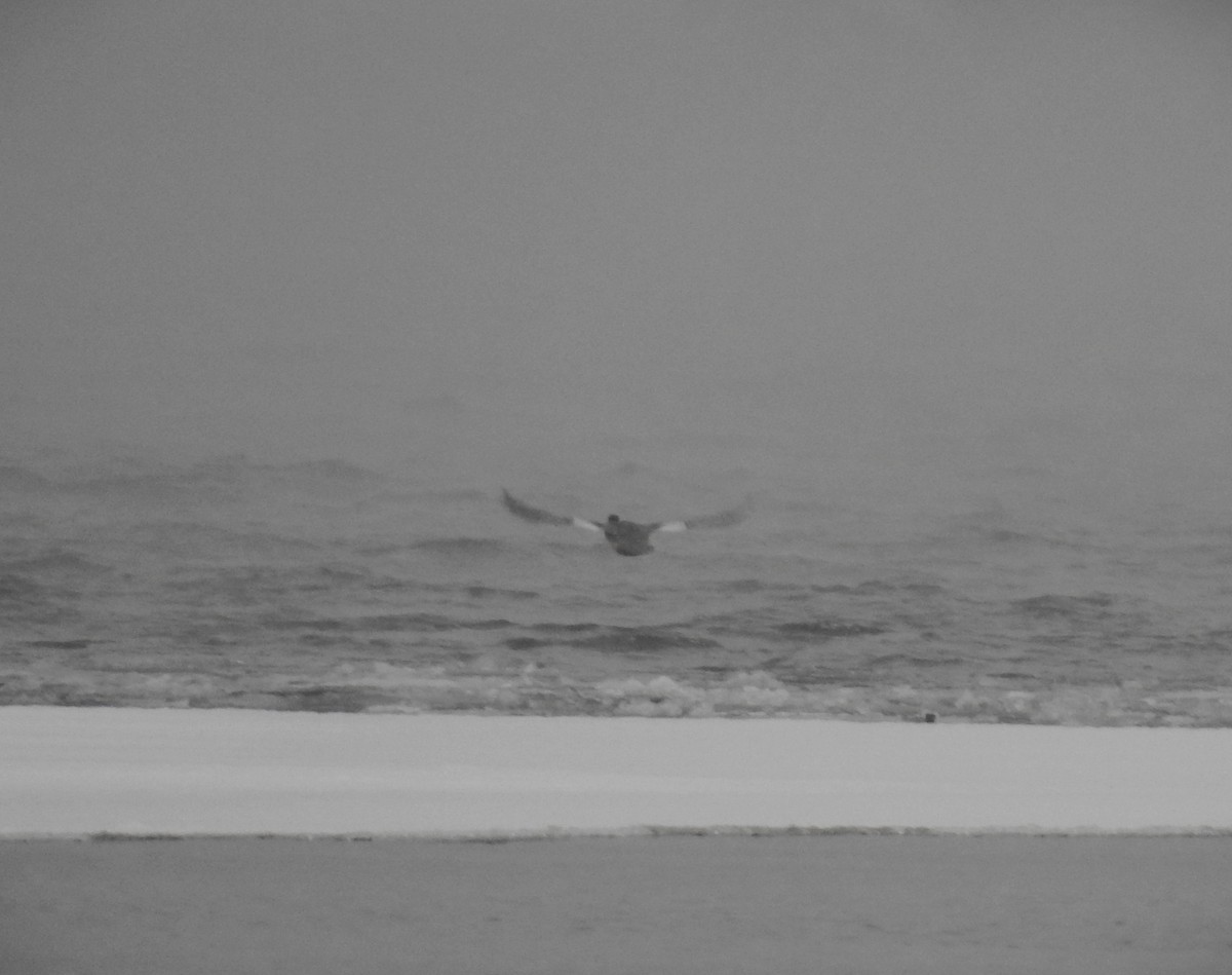 Common/Red-breasted Merganser - ML646492100