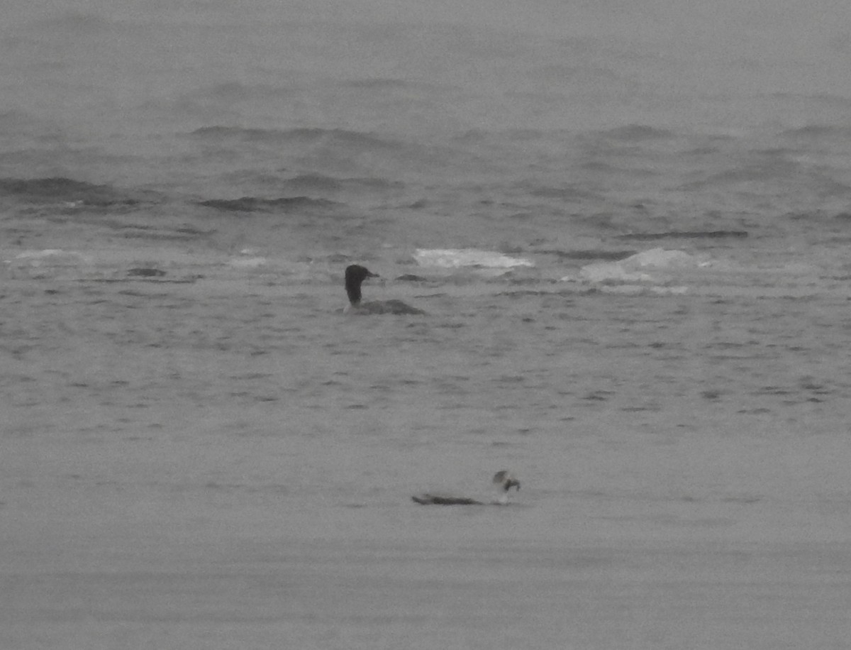 Common/Red-breasted Merganser - ML646492101