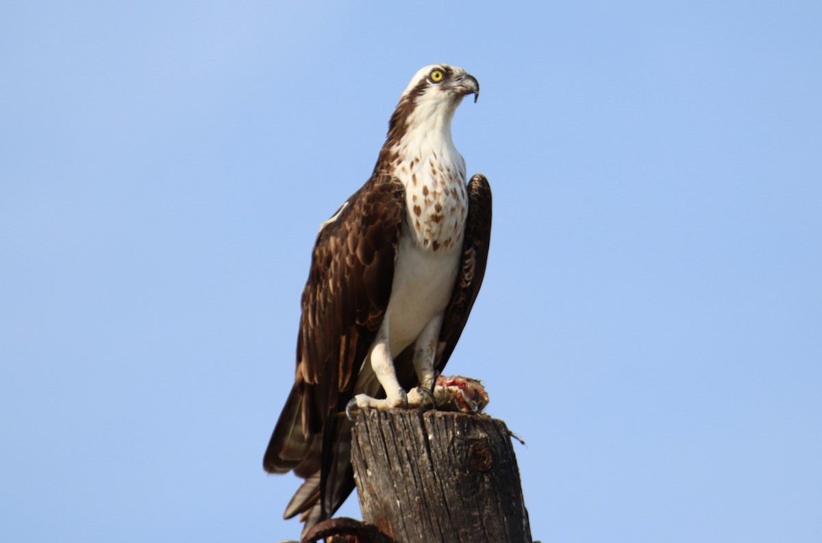 Osprey - ML646492102