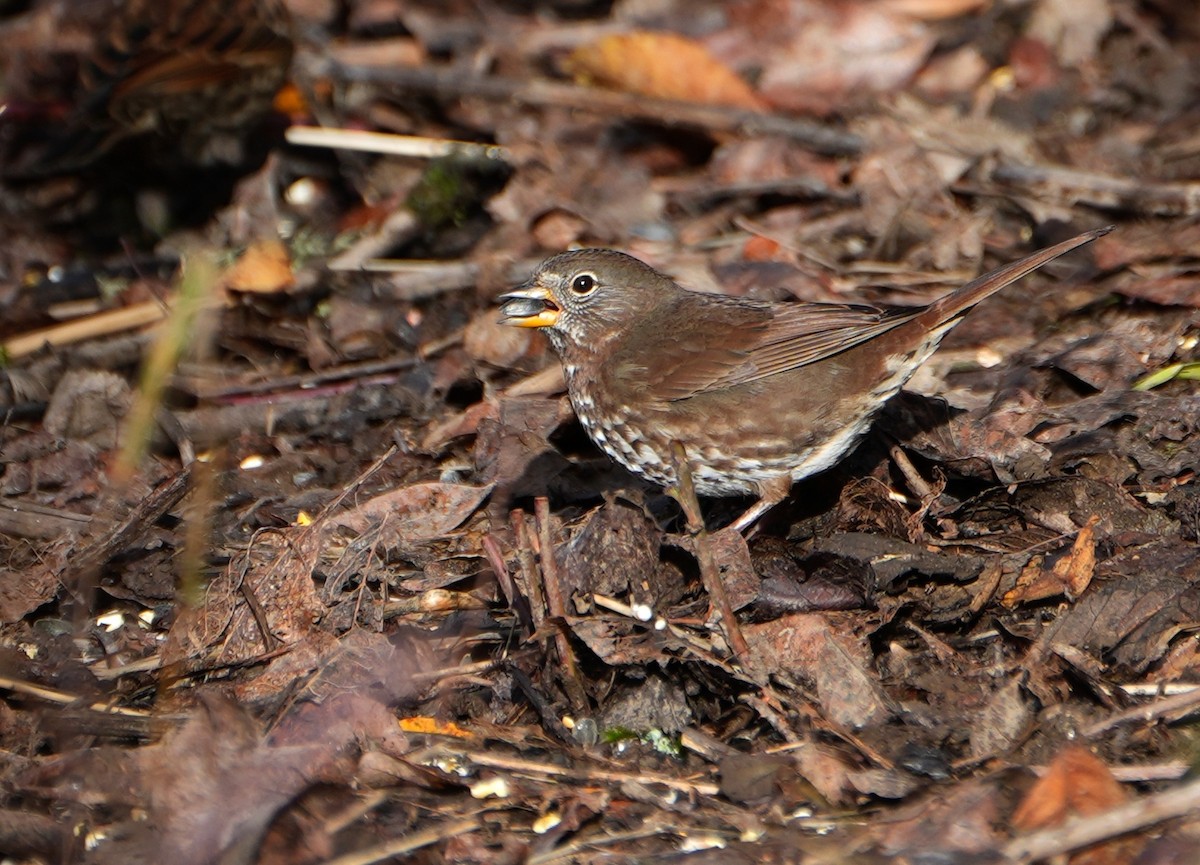 Fox Sparrow - ML646492103