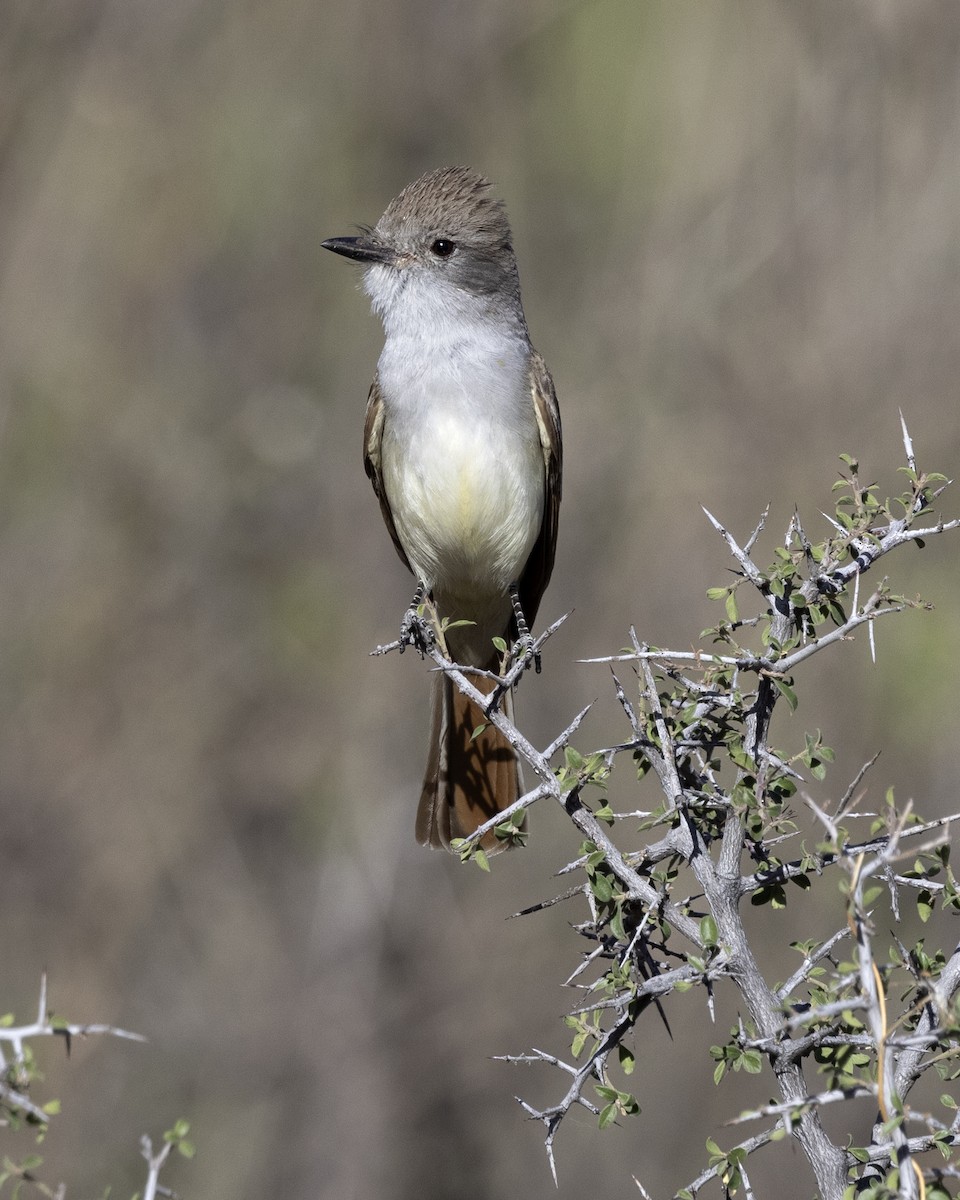 Ash-throated Flycatcher - ML646492114