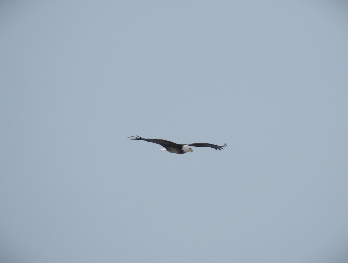 Bald Eagle - ML646492115