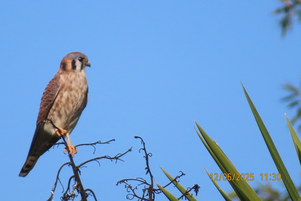 American Kestrel - ML646492116