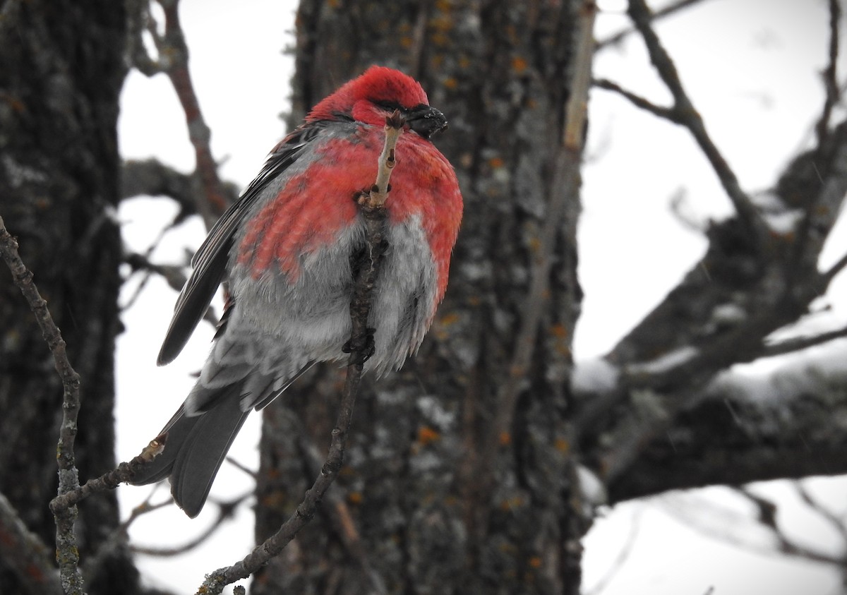 Смеречник тайговий - ML646492117