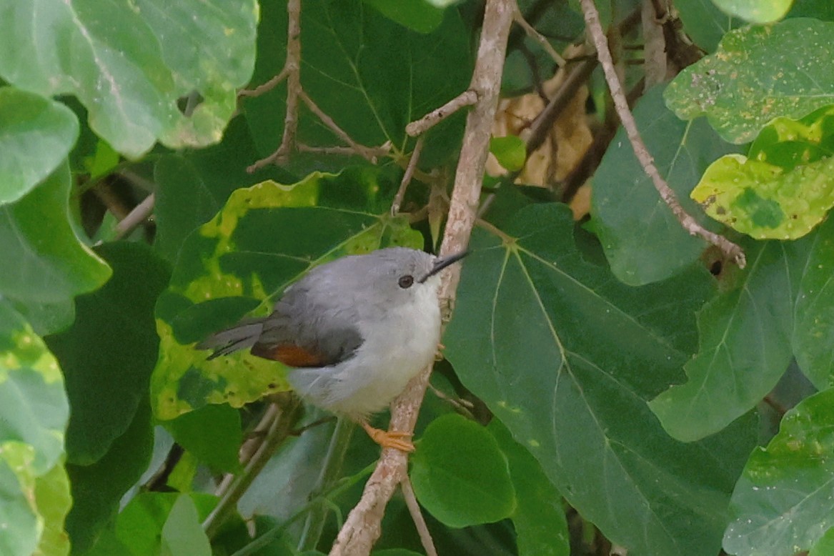 Red-winged Gray Warbler - ML646492118