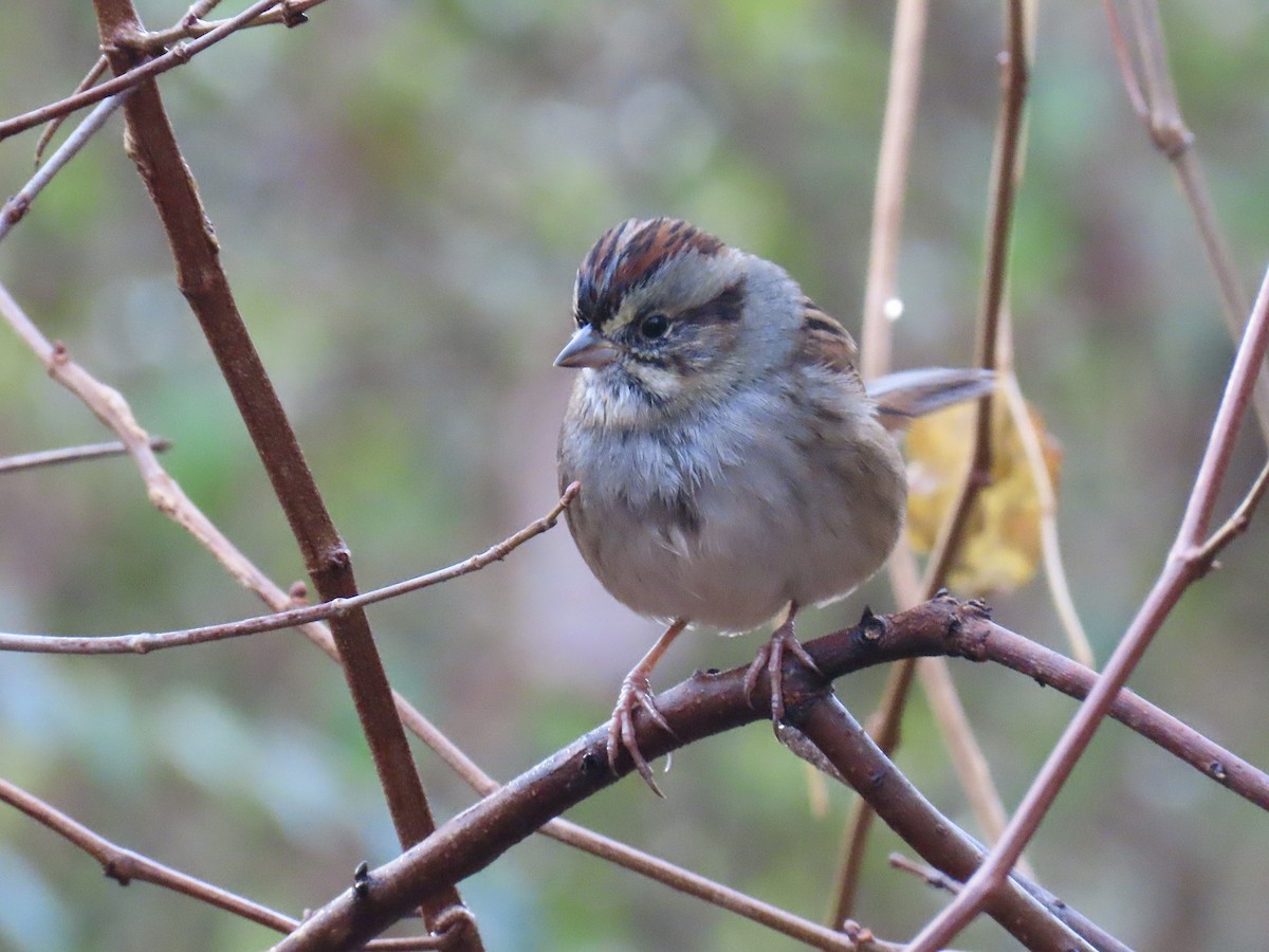 sumpspurv - ML646492119