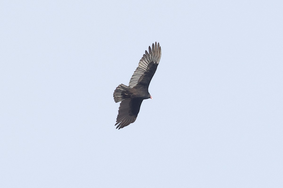 Turkey Vulture - ML646492120