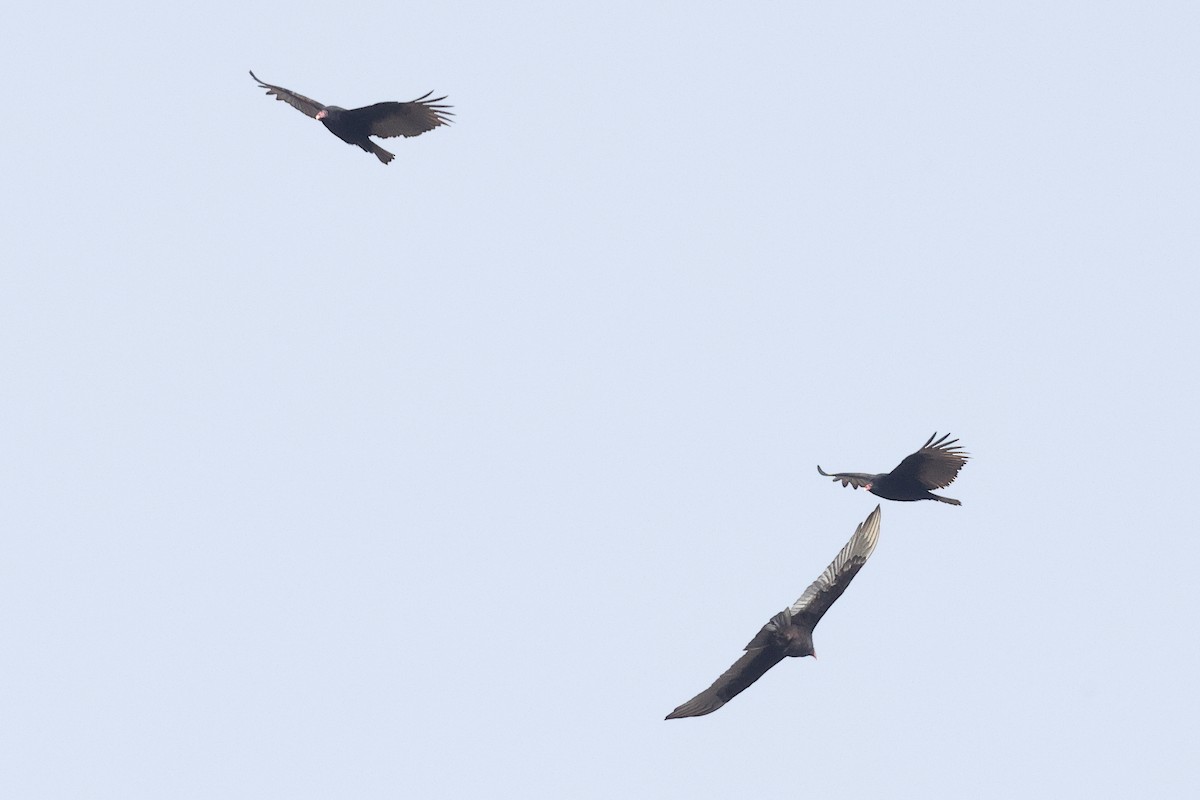 Turkey Vulture - ML646492121