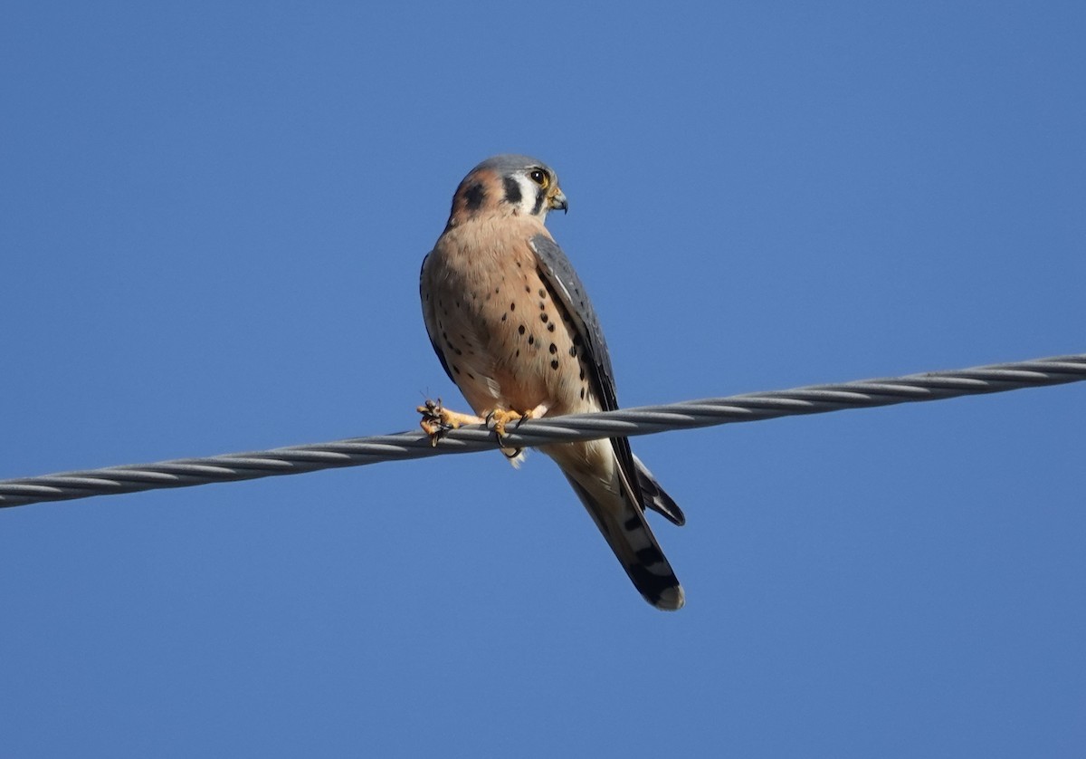 בז אמריקני - ML646492122