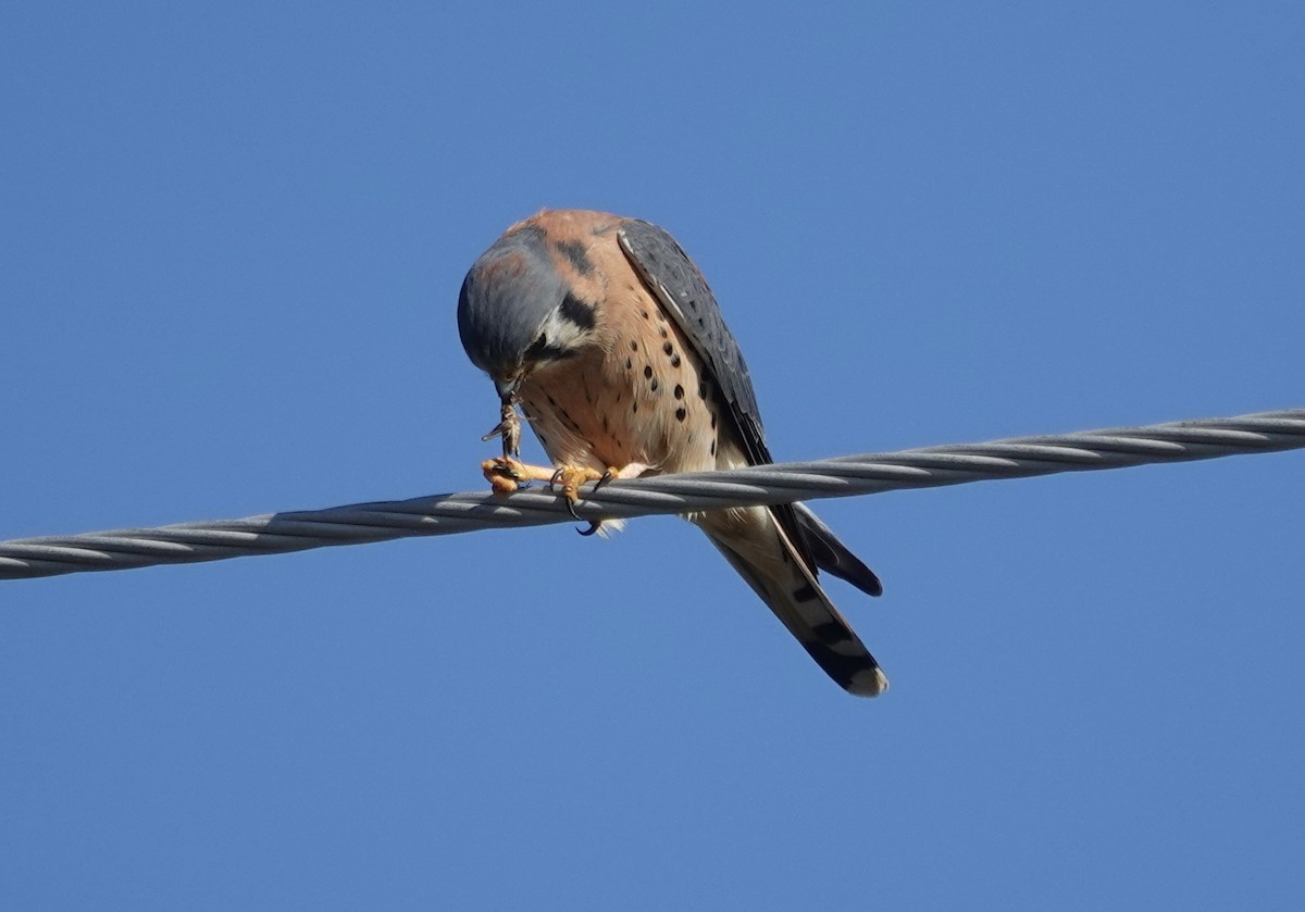 בז אמריקני - ML646492123