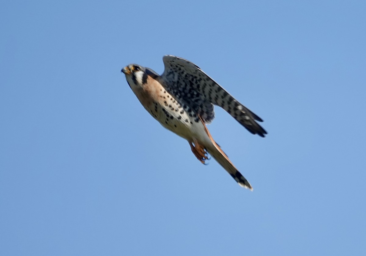 בז אמריקני - ML646492124