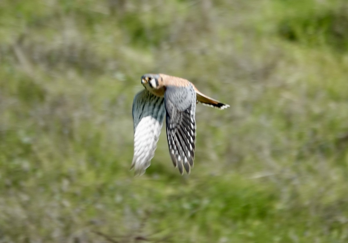 בז אמריקני - ML646492125