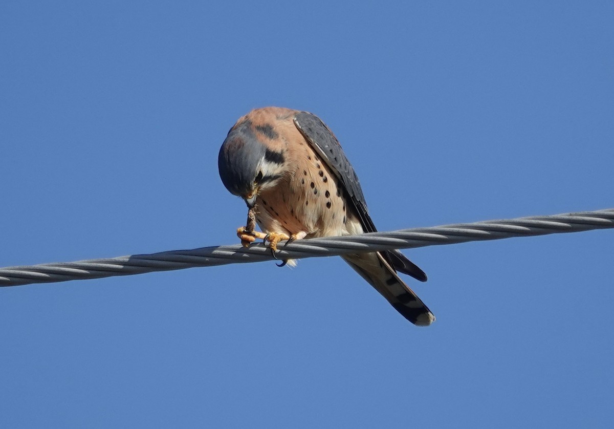 בז אמריקני - ML646492126