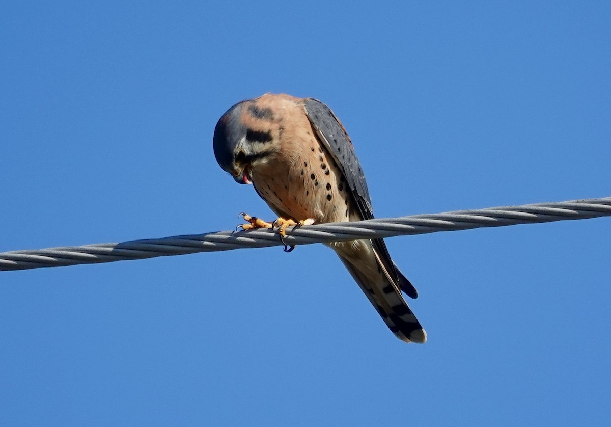 בז אמריקני - ML646492127