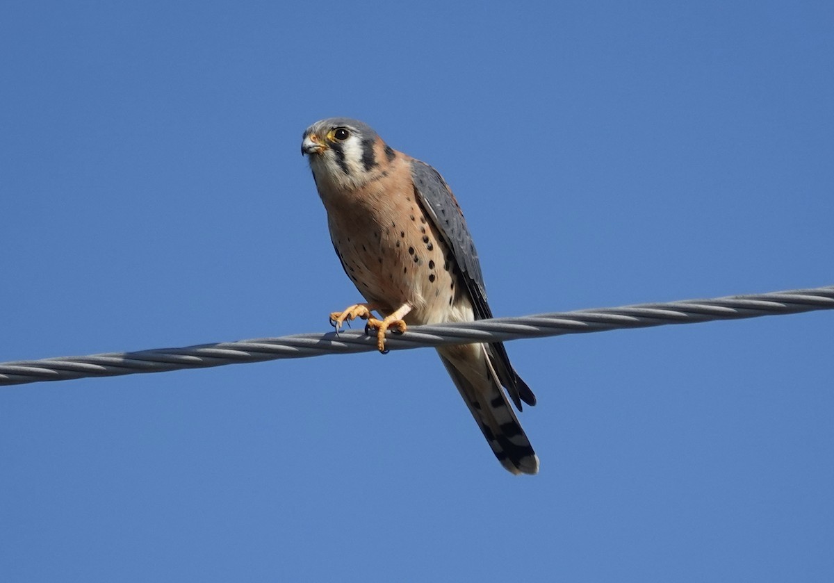 בז אמריקני - ML646492128