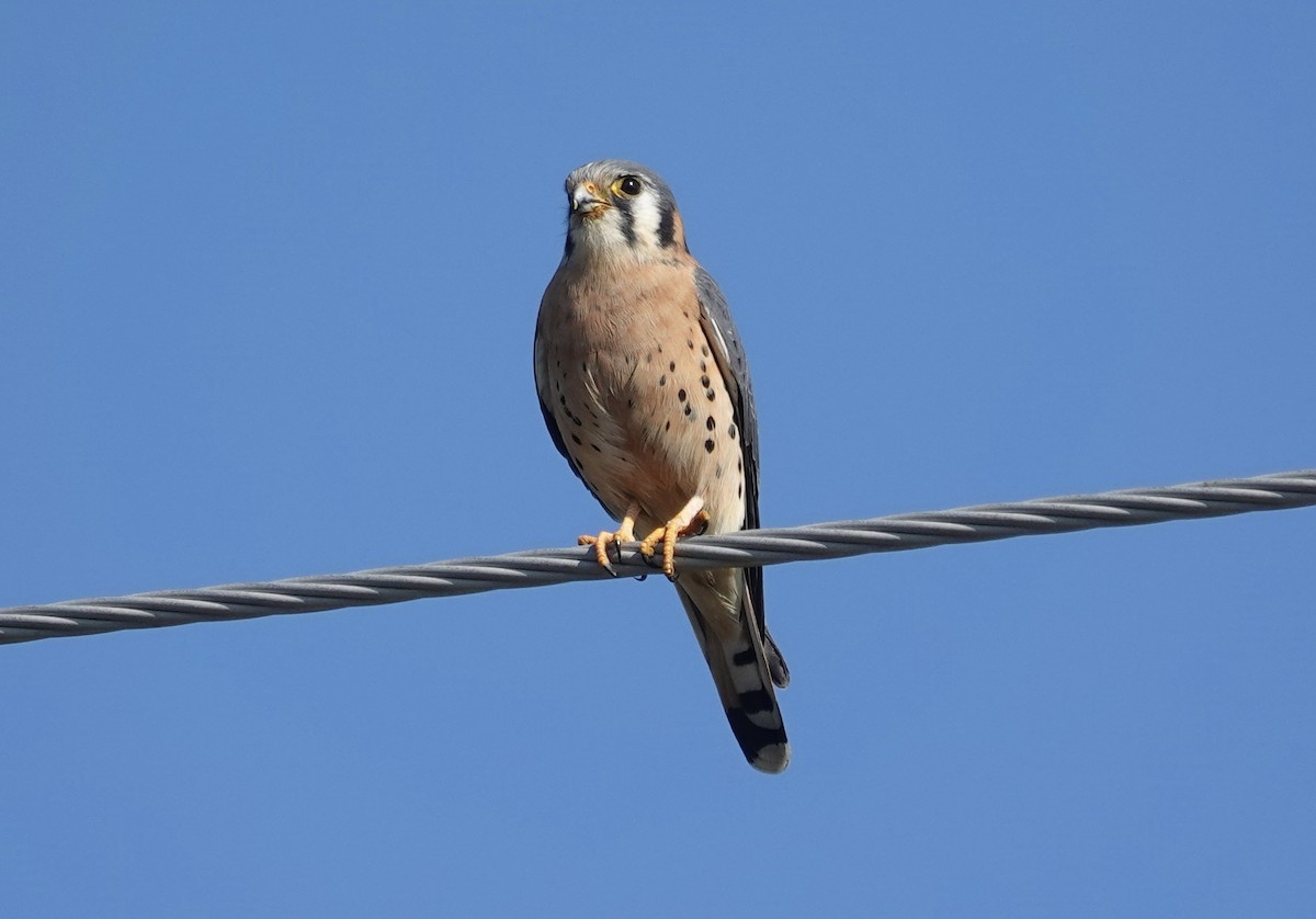 בז אמריקני - ML646492129