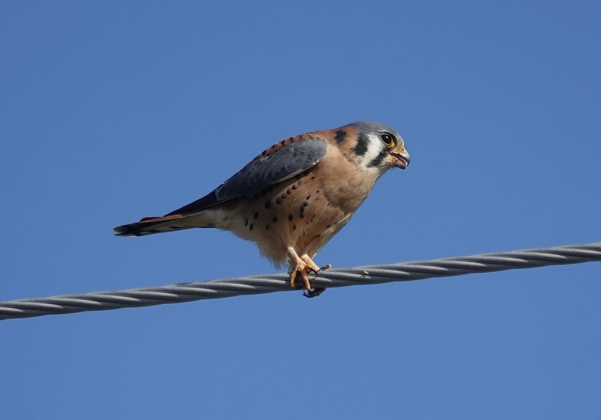 בז אמריקני - ML646492130