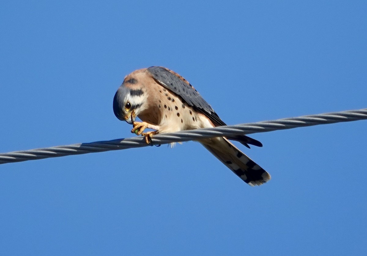 בז אמריקני - ML646492131
