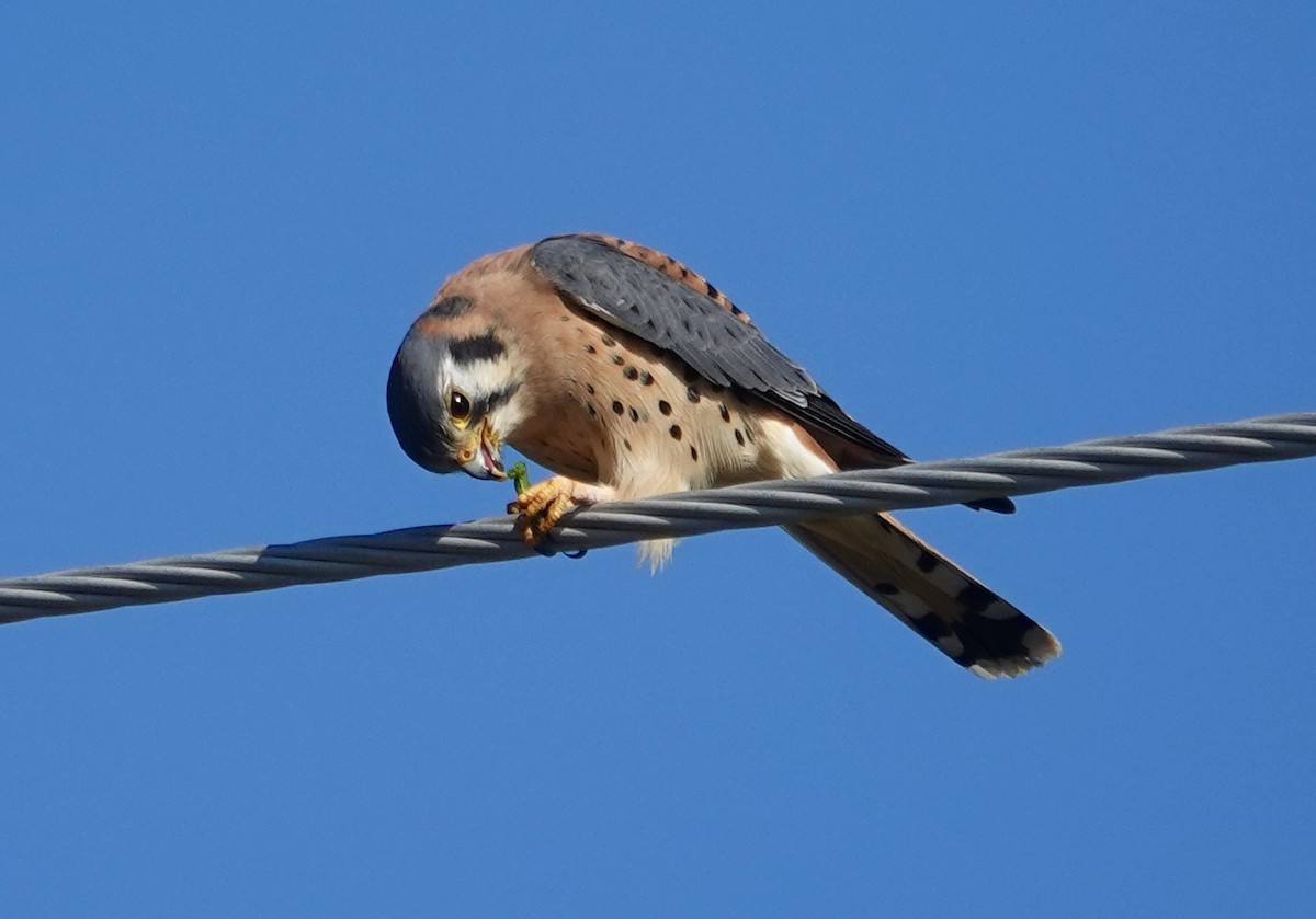 בז אמריקני - ML646492132