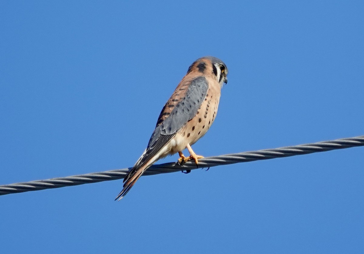 בז אמריקני - ML646492133