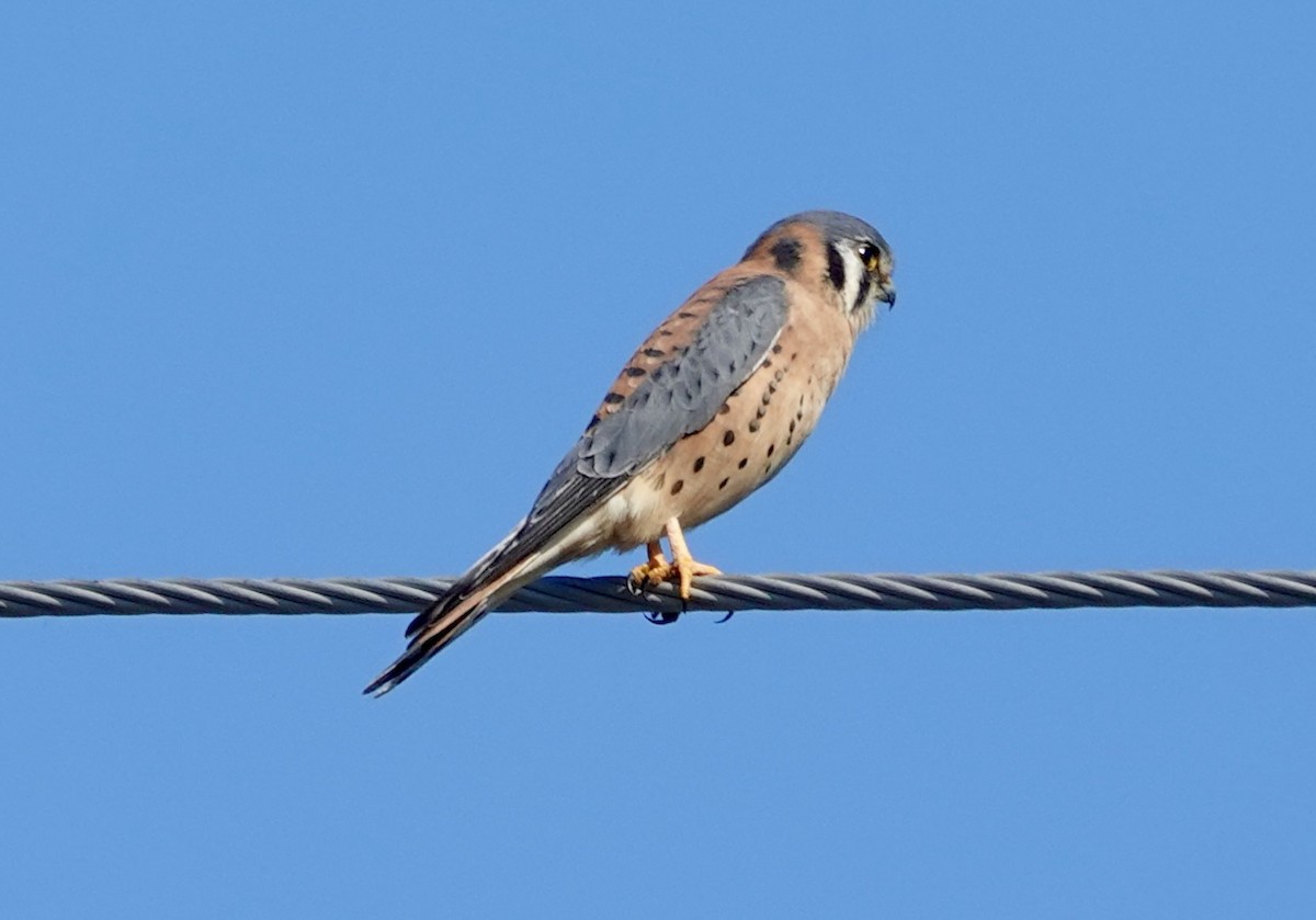 בז אמריקני - ML646492134