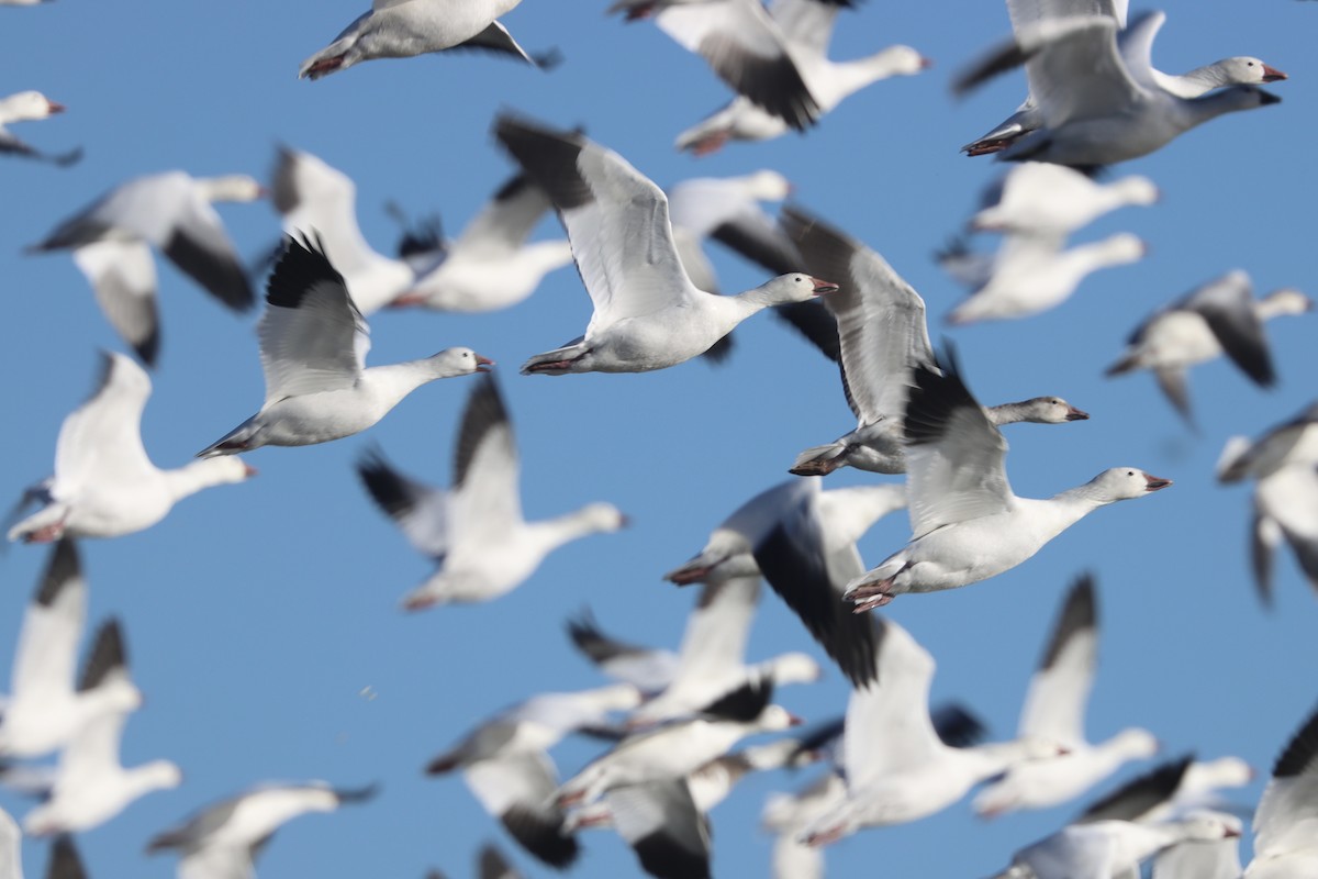 אווז שלג - ML646492136