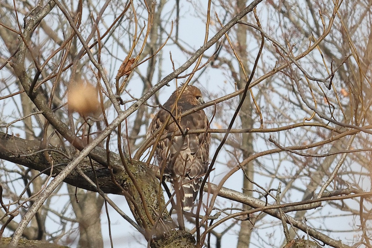 Red-shouldered Hawk - ML646492137