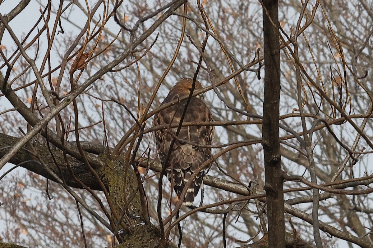Red-shouldered Hawk - ML646492138