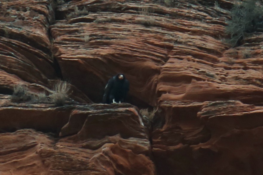 Kalifornienkondor - ML646492141