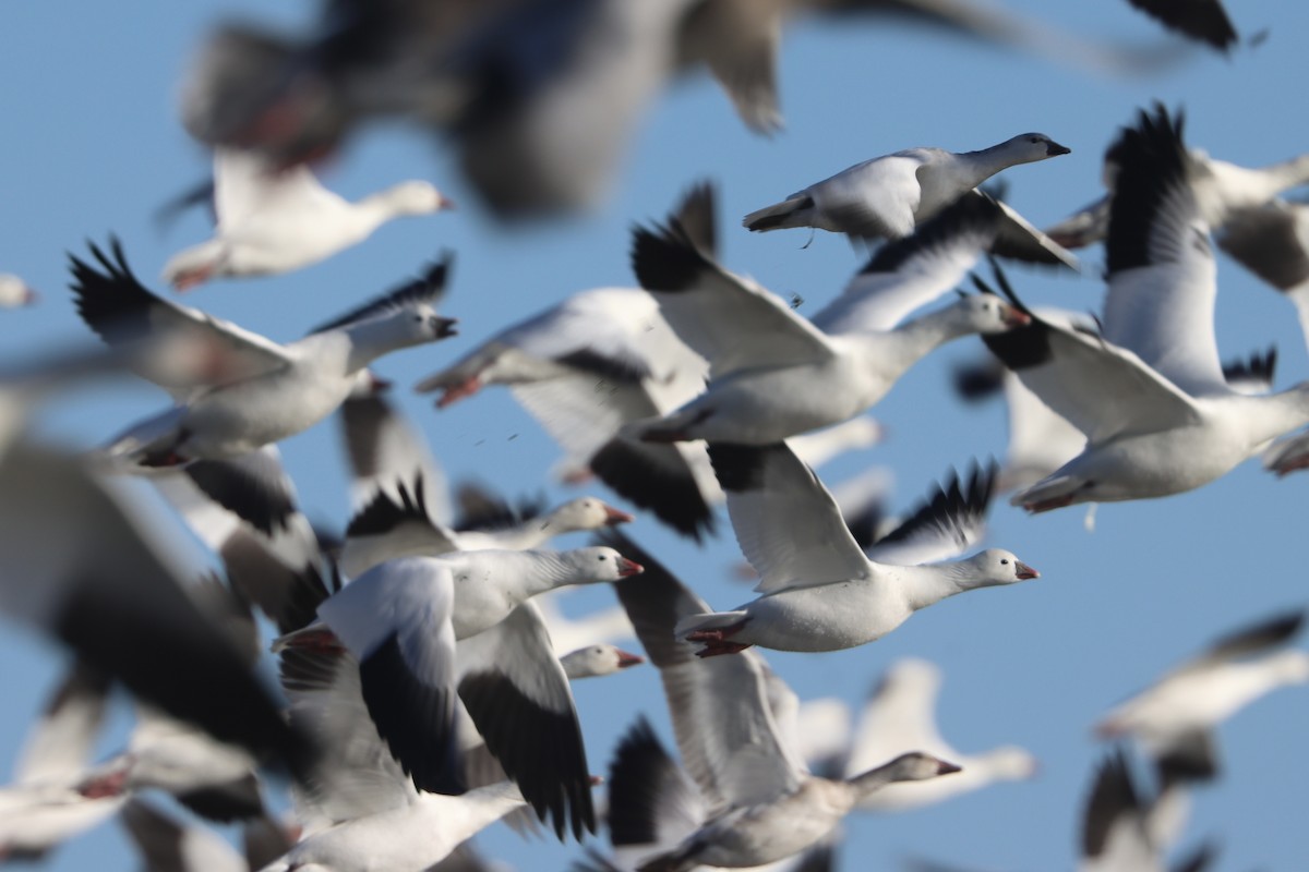 אווז קנדי - ML646492142