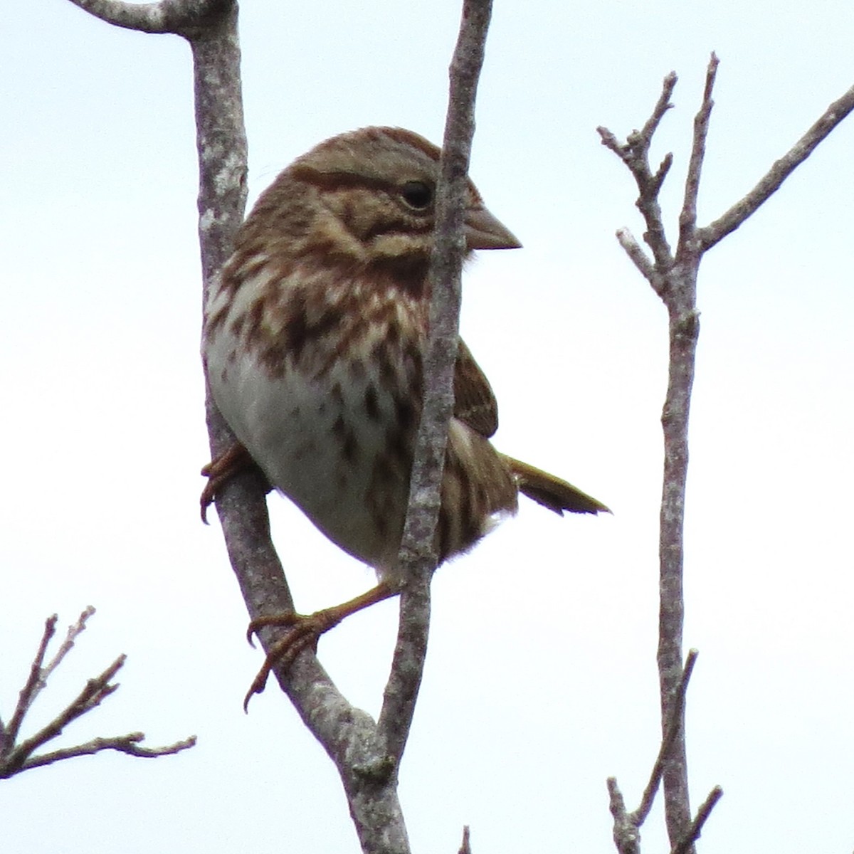 Song Sparrow - ML646492143