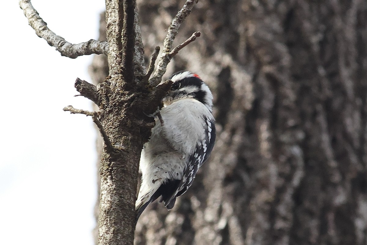 Downy Woodpecker - ML646492149