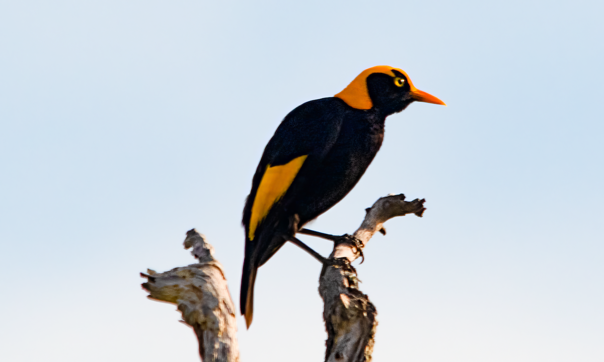 フウチョウモドキ - ML646492152