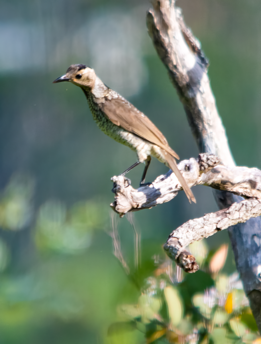 フウチョウモドキ - ML646492154