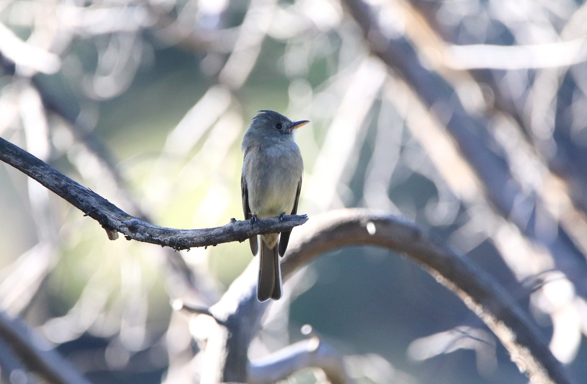 Greater Pewee - ML646492158