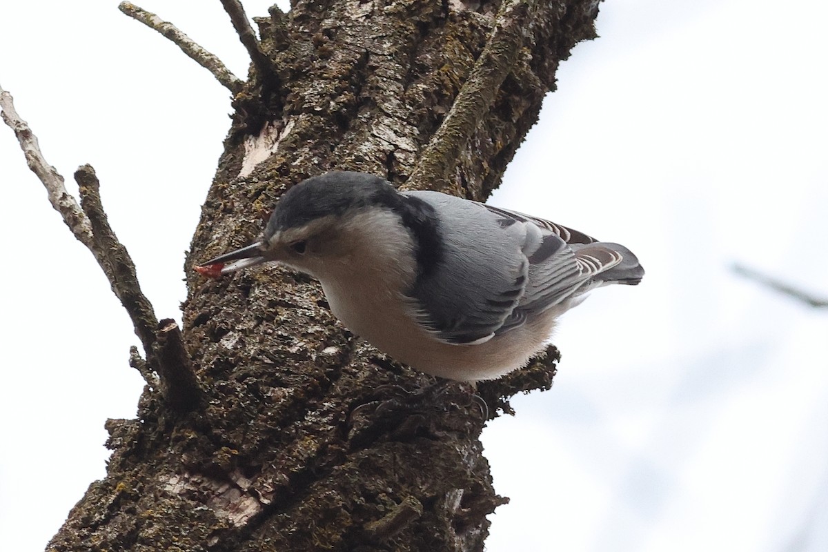 White-breasted Nuthatch - ML646492160