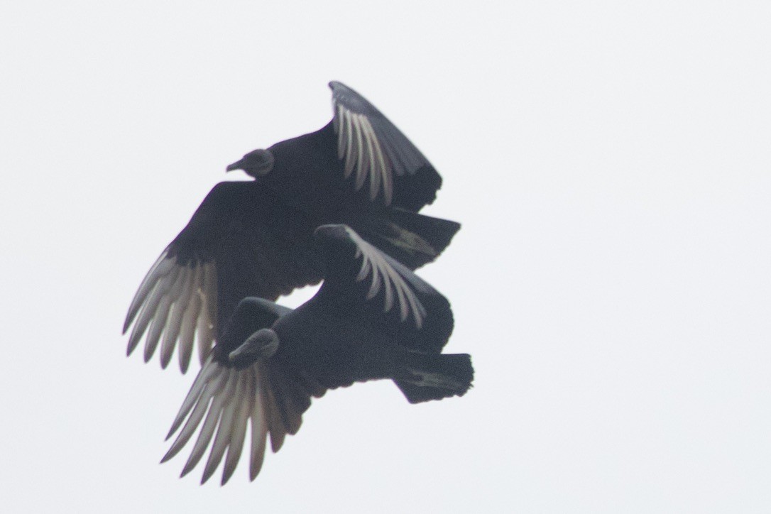 クロコンドル - ML646492164