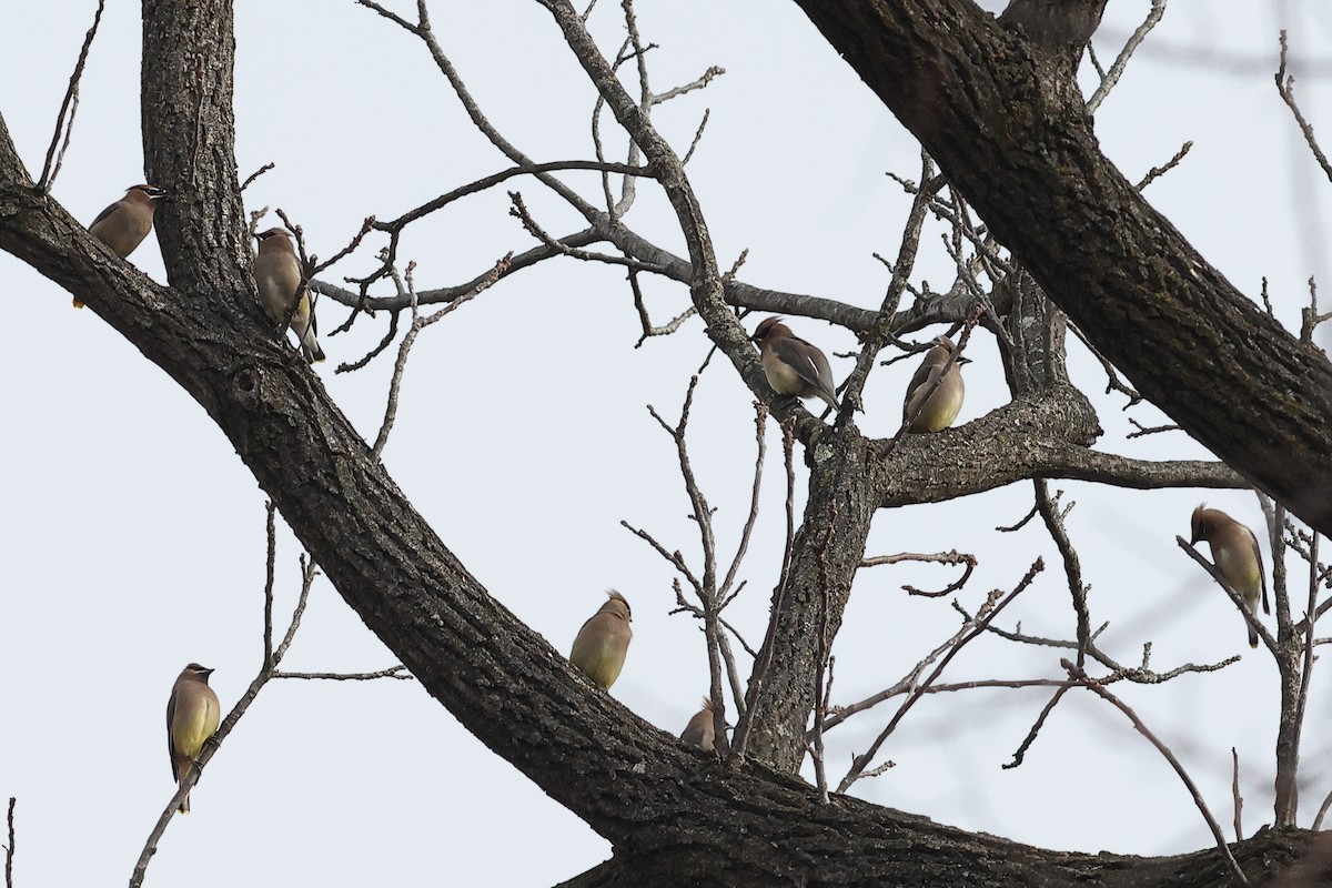 Cedar Waxwing - ML646492165
