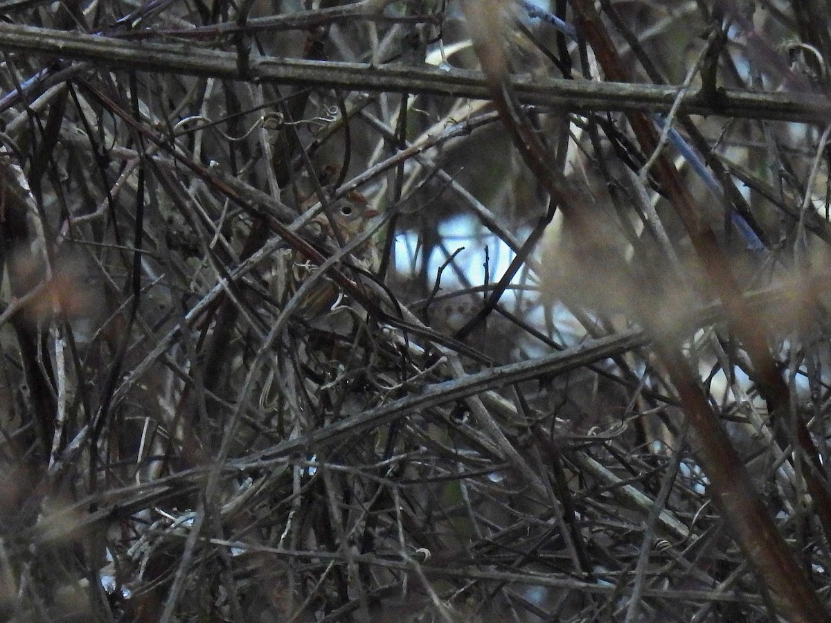 Chingolo Campestre - ML646492167