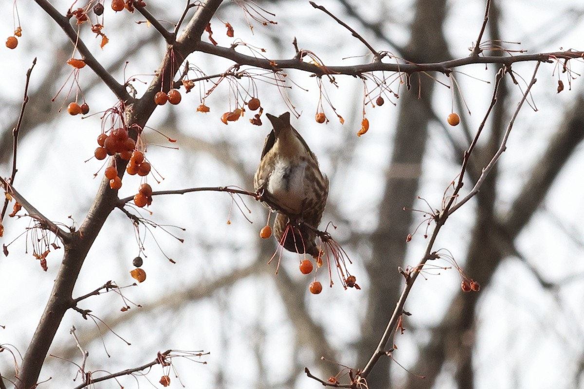 Camachuelo Purpúreo - ML646492170